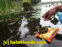 /home//u458753944/public_html/sourcegallery////Frogs/Bullfrogs 2016-08 Ontario/P8140136.JPG